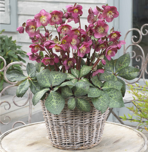 HELLEBORUS ANNA'S RED
