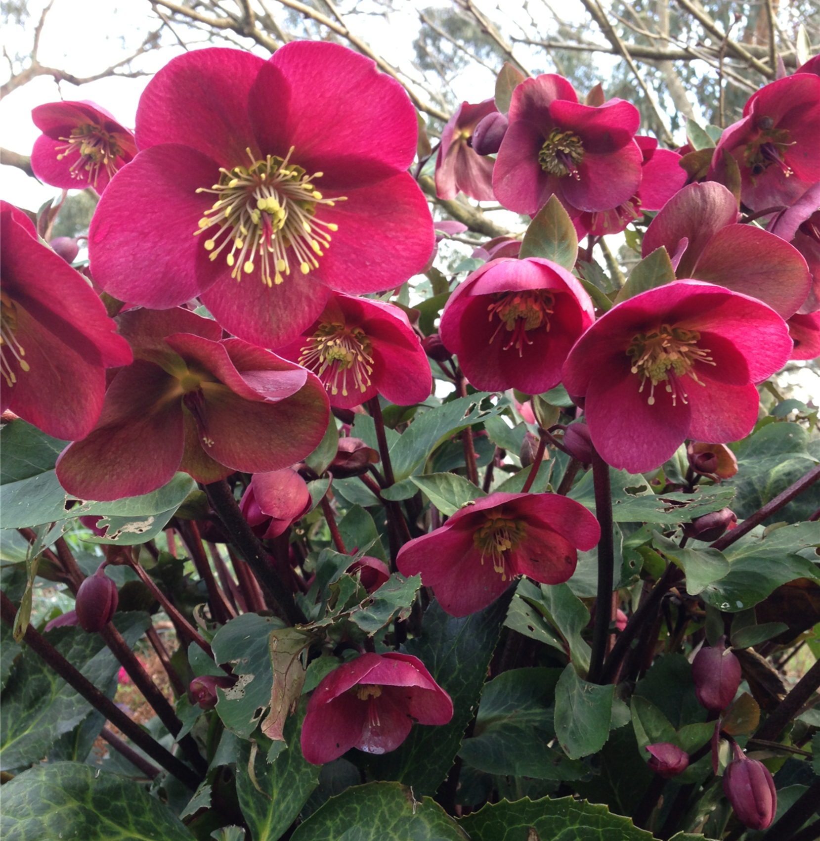 HELLEBORUS ANNAS RED