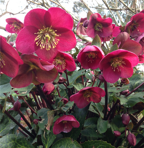HELLEBORUS ANNA'S RED