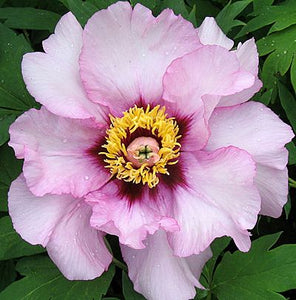 TREE PAEONY