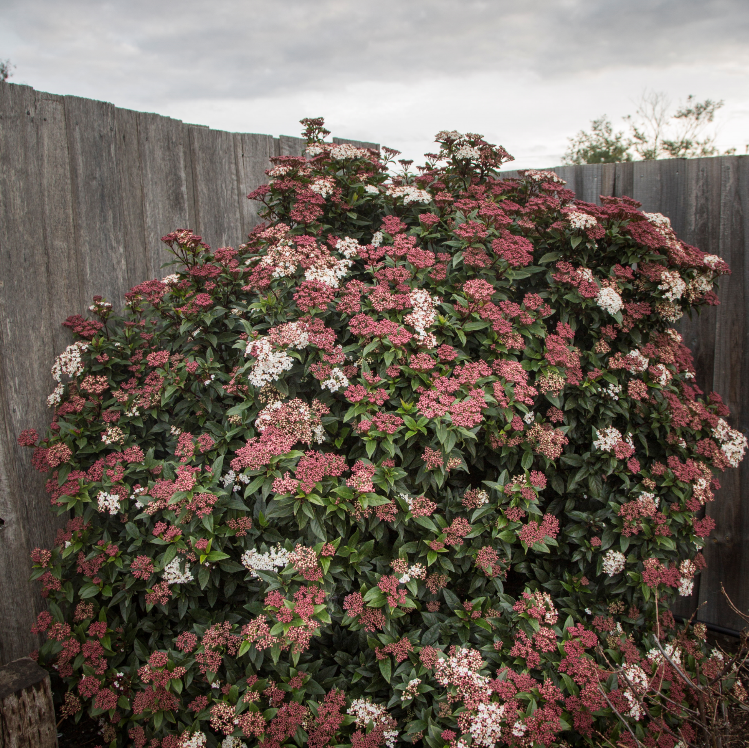 Trees & Shrubs