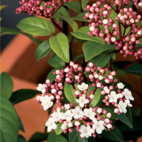 Trees & Shrubs
