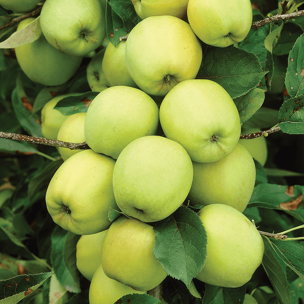 PRE ORDER - APPLE GOLDEN DELICIOUS - BARE ROOTED