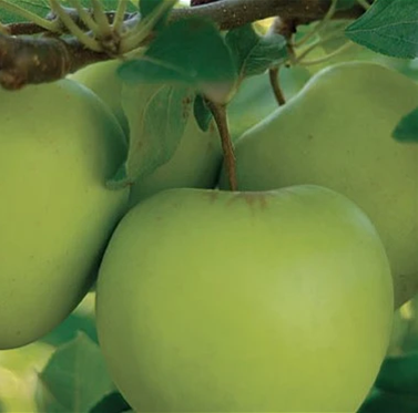 PRE ORDER - APPLE GOLDEN DELICIOUS - BARE ROOTED