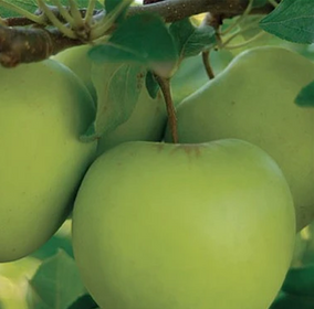 Fruit Trees Category