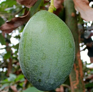 AVOCADO BACON 25CM