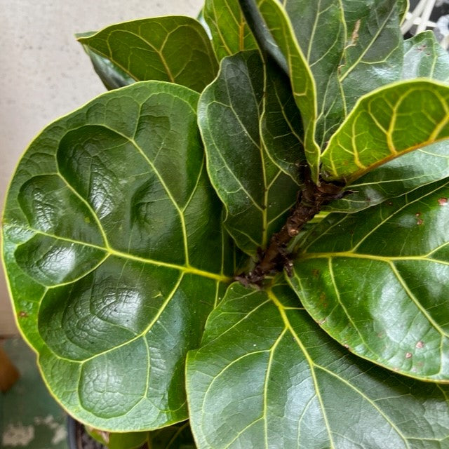 FICUS LYRATA BAMBINO 200MM