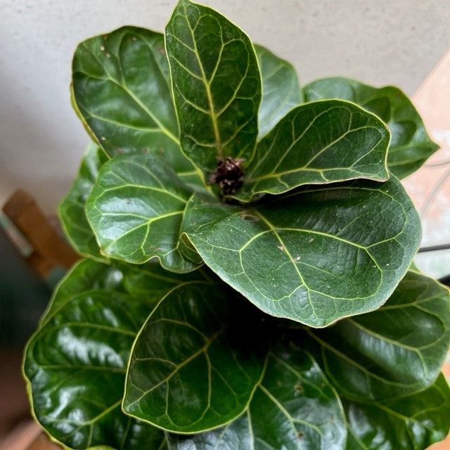 FICUS LYRATA BAMBINO 200MM