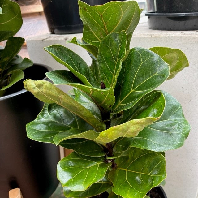 FICUS LYRATA BAMBINO 200MM