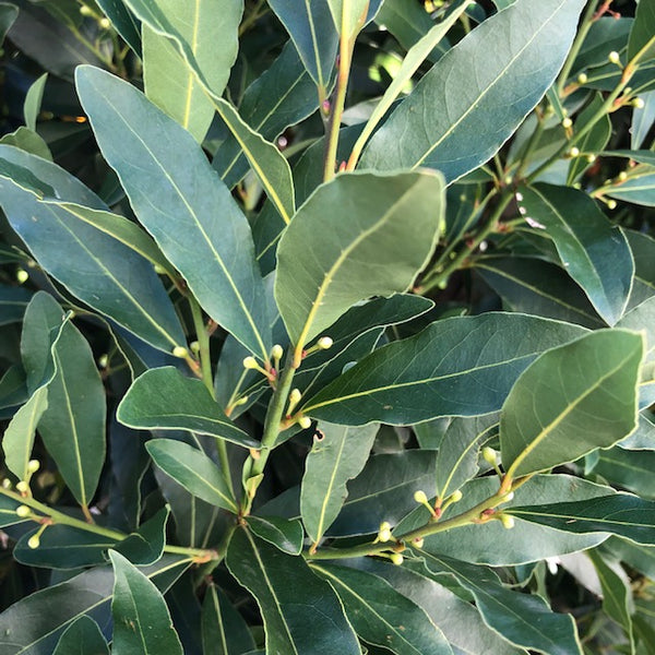 BAY TREE - LAURUS BABY BAY - Stonemans Garden Centre