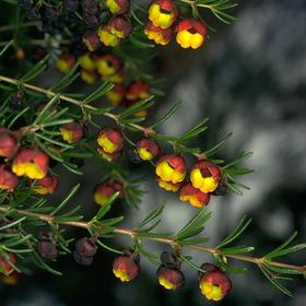 Plants