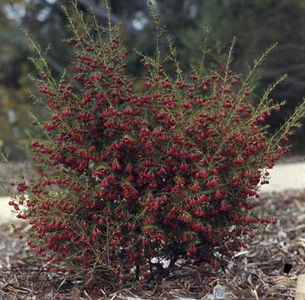 BROWN BORONIA - HEAVEN SCENT
