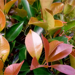 SYZYGIUM BACKYARD BLISS 200MM