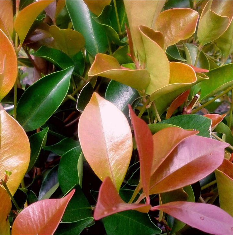 SYZYGIUM BACKYARD BLISS 200MM