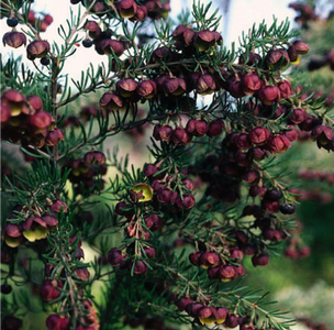 BROWN BORONIA - HEAVEN SCENT