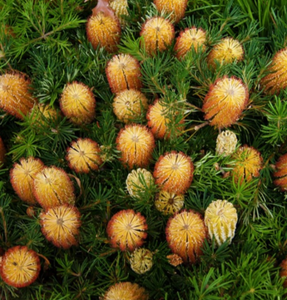 BANKSIA BIRTHDAY CANDLES