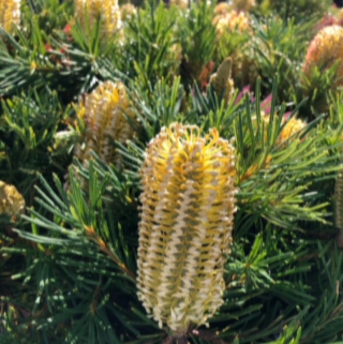 BANKSIA BIRTHDAY CANDLES
