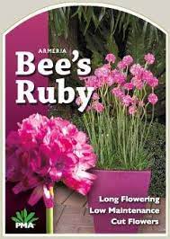 ARMERIA BEES RUBY