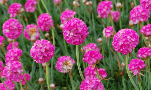 ARMERIA BEES RUBY