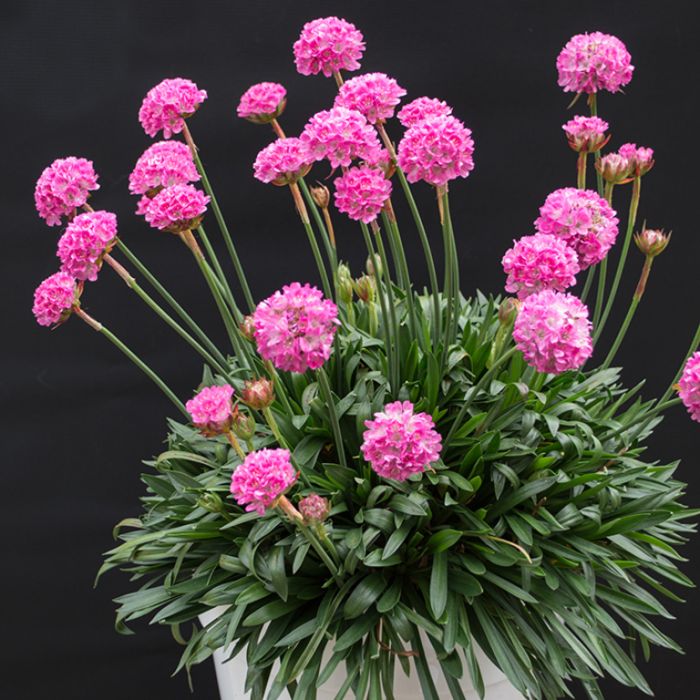 ARMERIA BEES RUBY