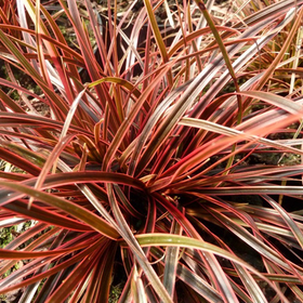 Grasses