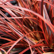 Grasses