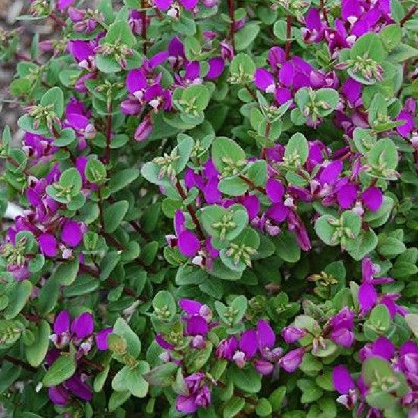 POLYGALA DWARF LITTLE BIBI