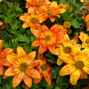 BIDENS BEE ATTRACTING