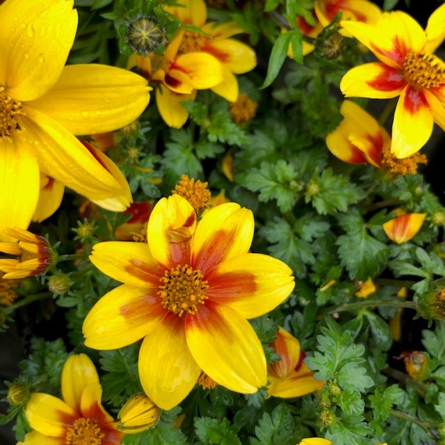 BIDENS BEE ATTRACTING