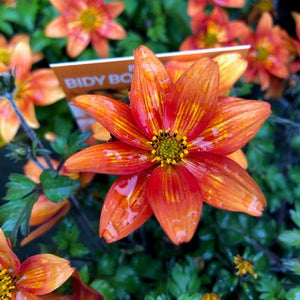 BIDENS BEE ATTRACTING