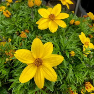 BIDENS BEE ATTRACTING