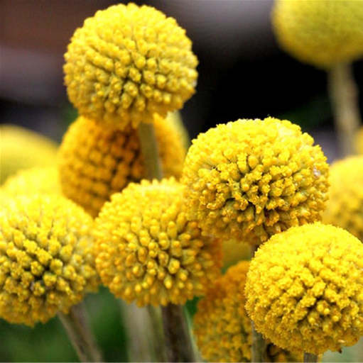 PYCNOSORUS BILLY BUTTONS