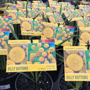 PYCNOSORUS BILLY BUTTONS