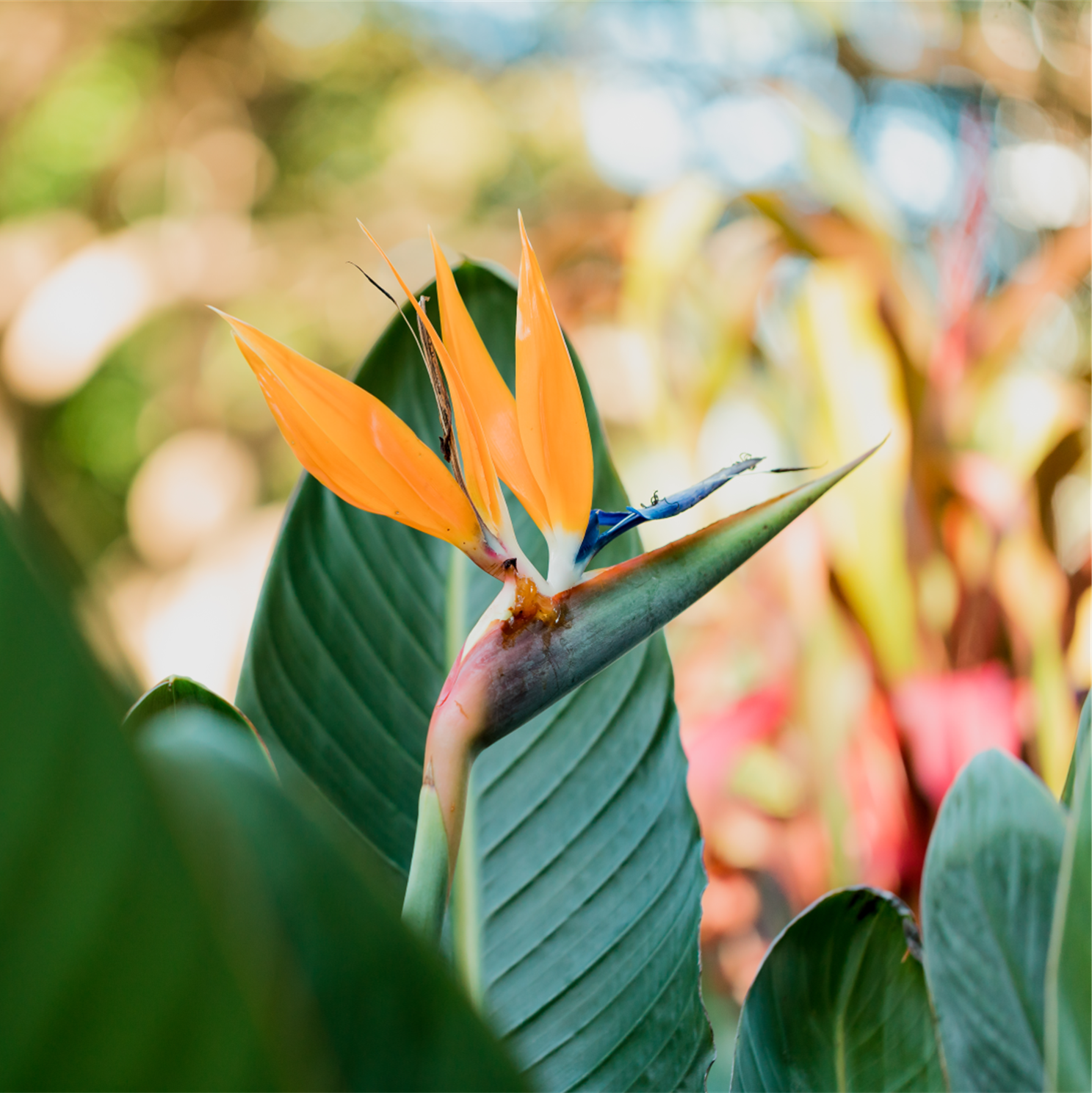 STRELITZIA REGINAE BIRD OF PARADISE 140mm