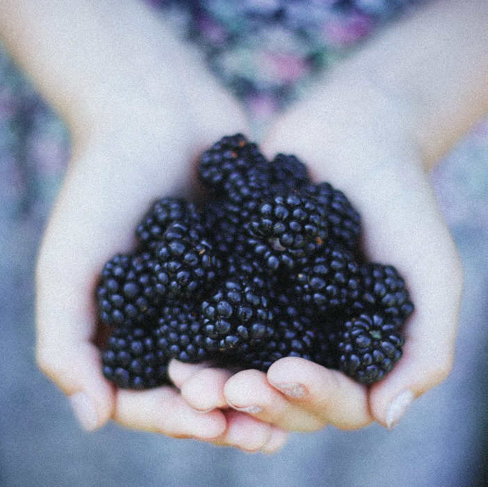 blackberries in childs hands