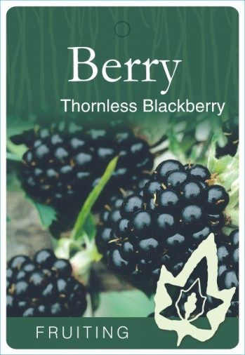 PRE ORDER - BLACKBERRY THORNLESS - BARE ROOTED