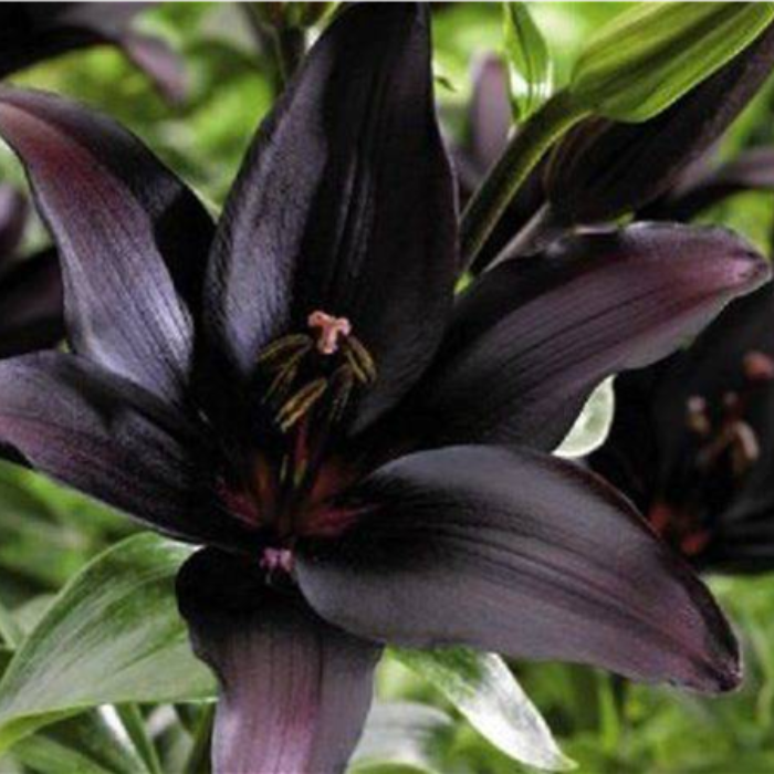 Close-up of a dark purple flower with green leaves in the background