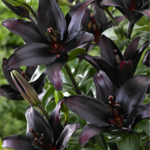 Close-up of dark purple lilies with green leaves in the background