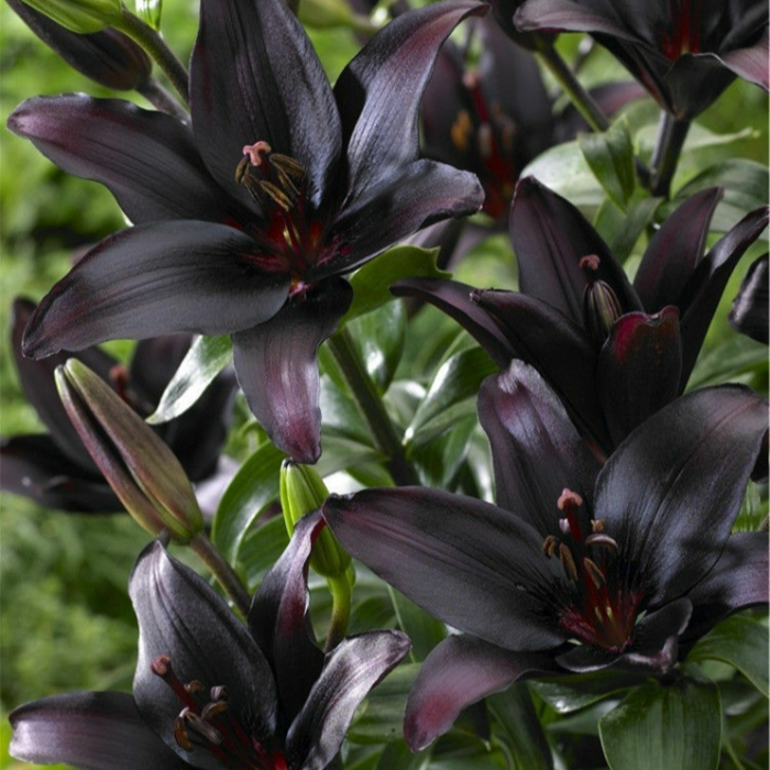 Close-up of dark purple lilies with green leaves in the background