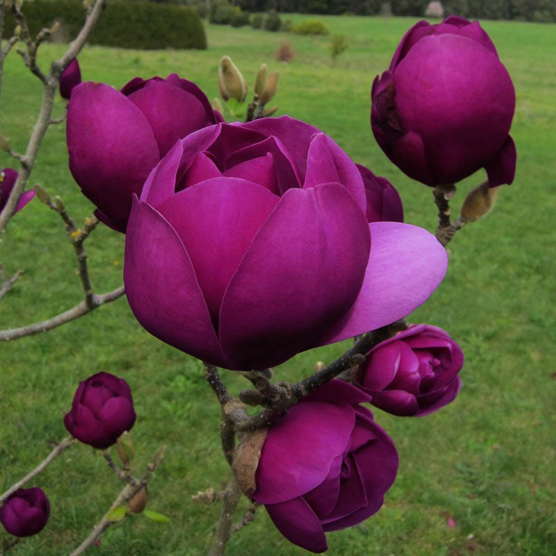 MAGNOLIA BLACK TULIP