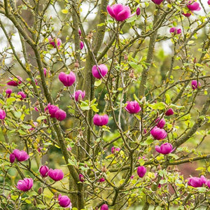 MAGNOLIA BLACK TULIP