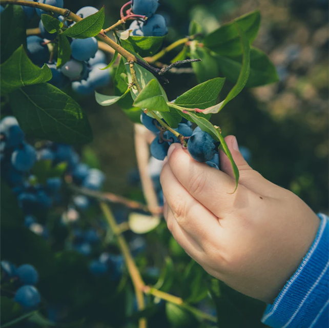 BLUEBERRY VITALITY