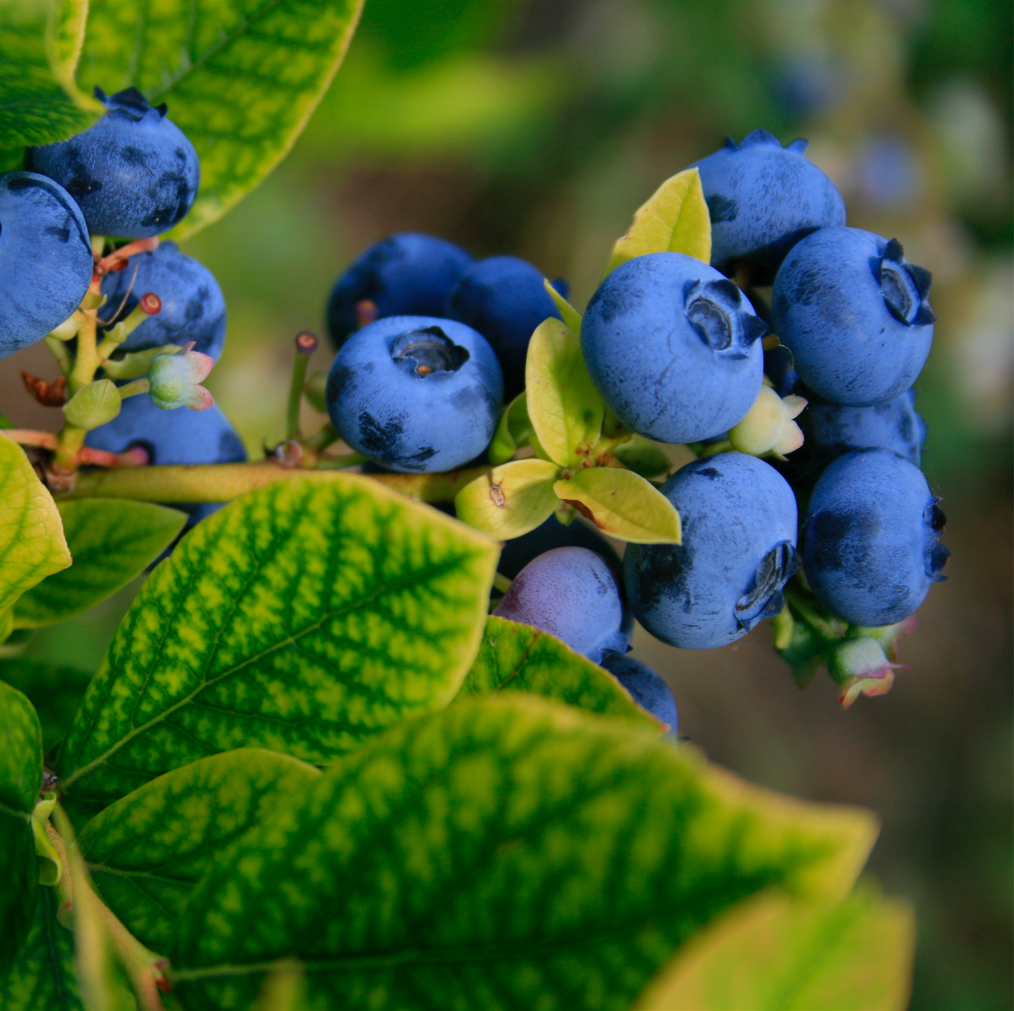 BLUEBERRY VITALITY
