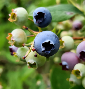 BLUEBERRY SUNSHINE BLUE
