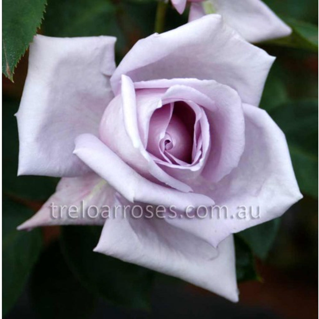 PRE ORDER - BLUE MOON - Bare Rooted