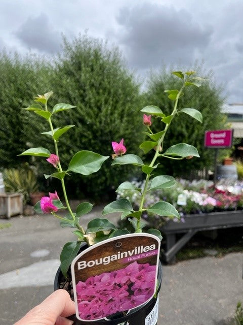 BOUGAINVILLEA  140MM