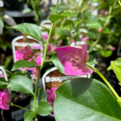 BOUGAINVILLEA 140MM