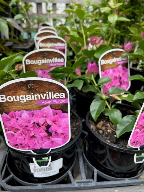 BOUGAINVILLEA  140MM