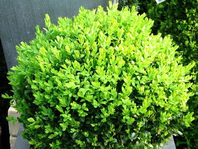 BUXUS / ENGLISH BOX 140MM