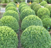 BUXUS / ENGLISH BOX 140MM
